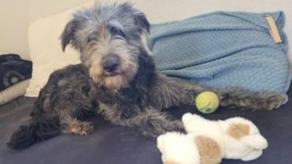 Wo findet YLVI ihr Glück?