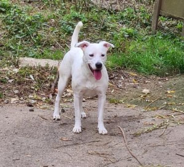 Wunderschöne Afrodita sucht ein Zuhause