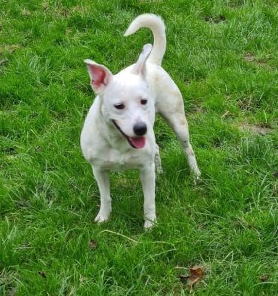 Wunderschöne Afrodita sucht ein Zuhause