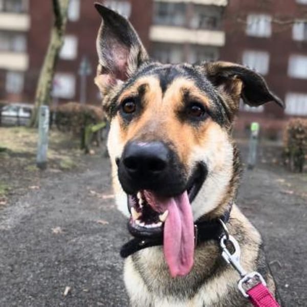 Ellie - ist sehr an Hunden interessiert