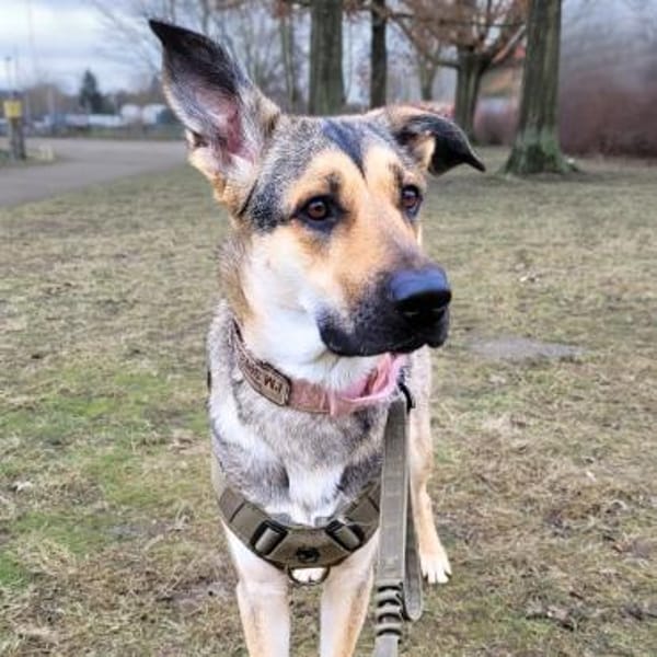 Ellie - ist sehr an Hunden interessiert