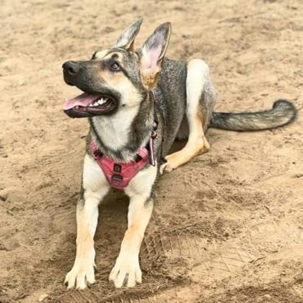 Ellie - ist sehr an Hunden interessiert