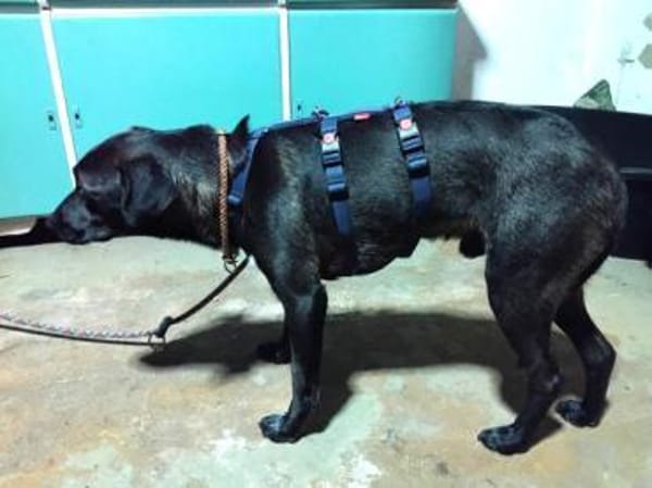 Porthos1 sucht ein Zuhause