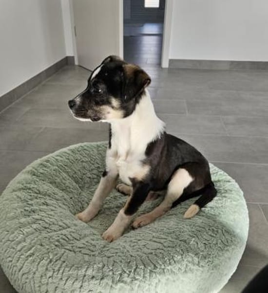 Mira wartet in 97499 Traustadt