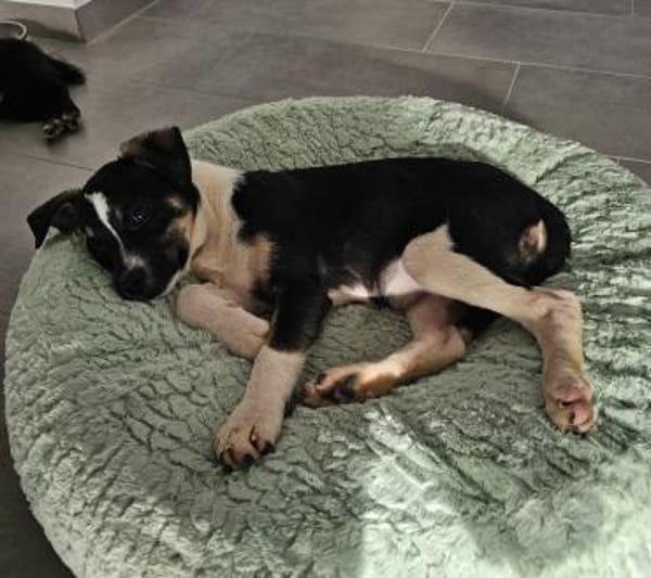 Mira wartet in 97499 Traustadt