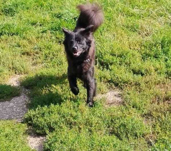 Paula wartet in 64720 Michelstadt