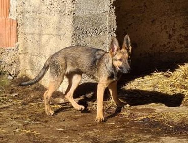 Zauberhafte Klea sucht ihre Familie