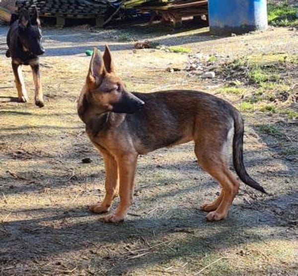 Zauberhafte Klea sucht ihre Familie