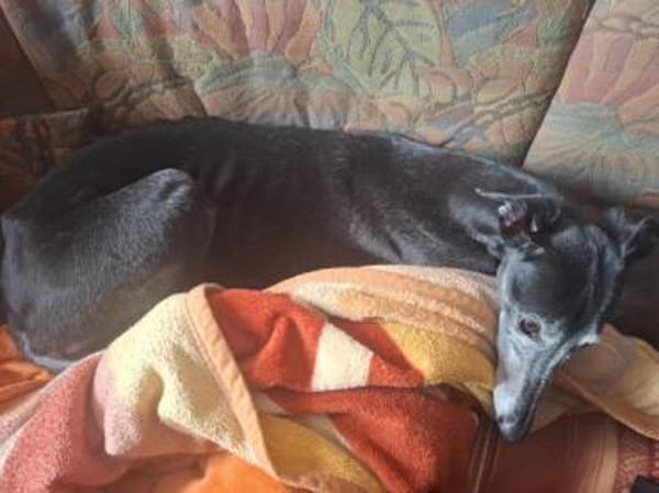 Vera2 sucht dringend Gnadenplatz