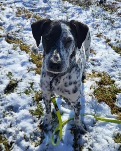 Bronco2 sucht einen Gnadenplatz