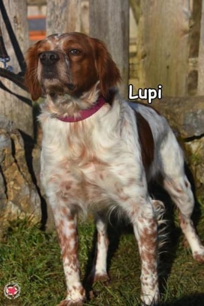 LUPI