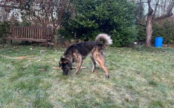 Die hübsche Ewa sucht ihr Zuhause!