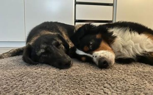 Die hübsche Ewa sucht ihr Zuhause!