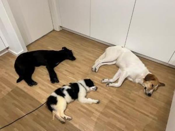 Welpenmädchen Pumi auf PS 80686