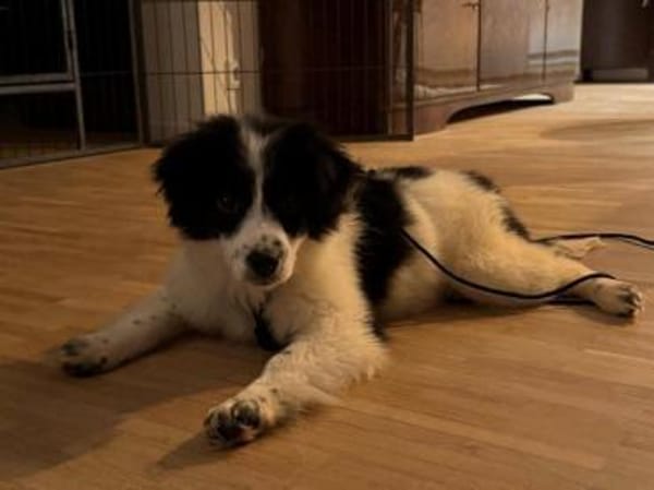 Welpenmädchen Pumi auf PS 80686