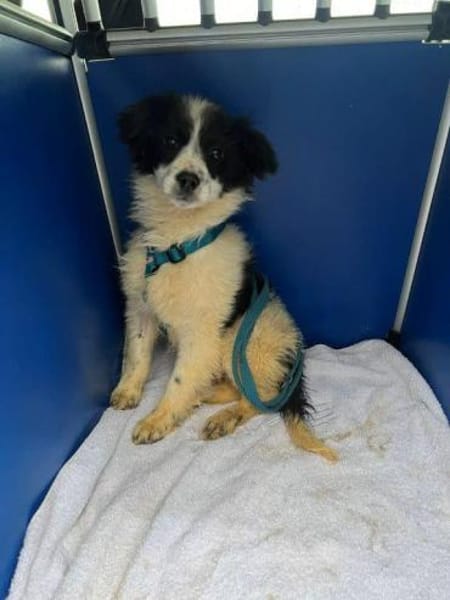 Welpenmädchen Pumi auf PS 80686