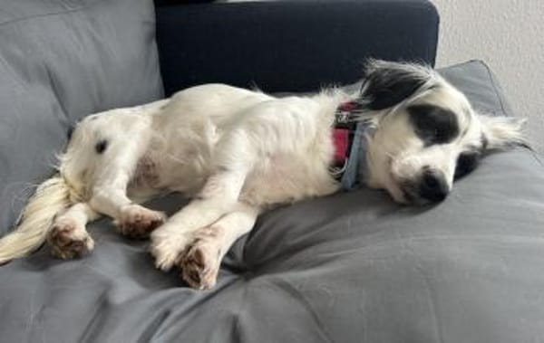 Marabou, geb. ca 12/2023, 21244 Buchholz