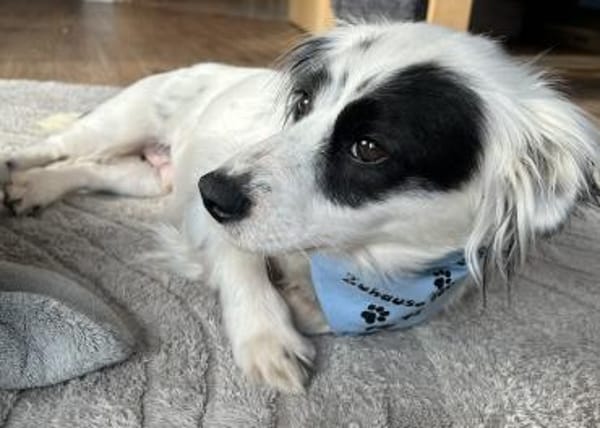 Marabou, geb. ca 12/2023, 21244 Buchholz