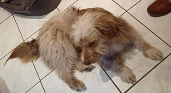 Bimbo - sanfter kleiner Mischling