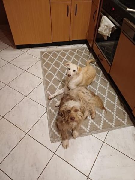 Bimbo - sanfter kleiner Mischling