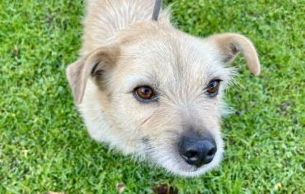 Leano wartet schon auf dich!