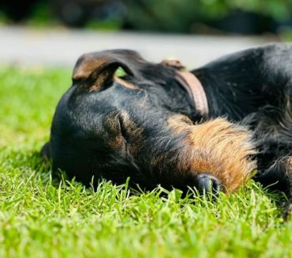 Paula -nur Paten gewünscht