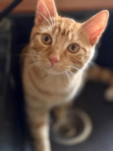 Willi sucht mit Garten oder Freigang