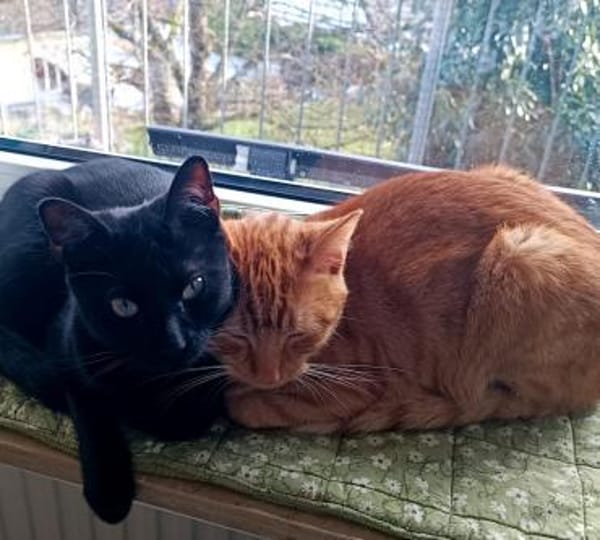 Willi sucht mit Garten oder Freigang