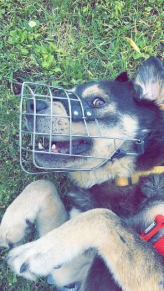 CHRISTOPHER * kerniger Typ