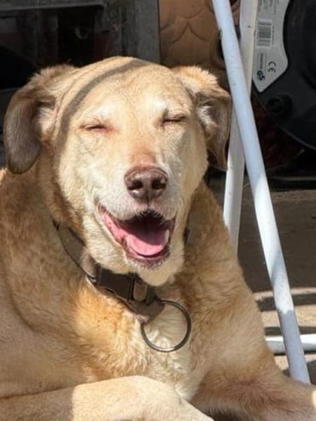 TRUDY -menschenbezogen & verträglich-