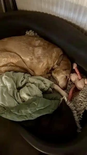 TRUDY -menschenbezogen & verträglich-