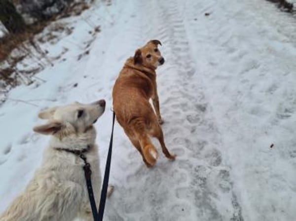 Arya - große Liebe auf 4 Pfoten