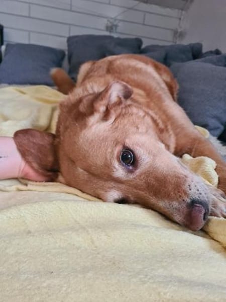 Arya - große Liebe auf 4 Pfoten