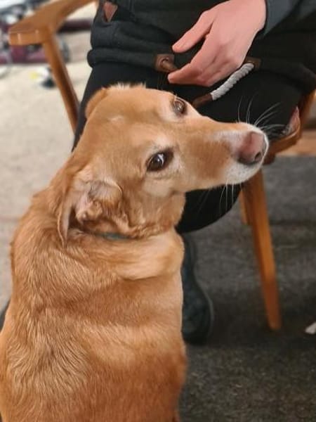 Arya - große Liebe auf 4 Pfoten