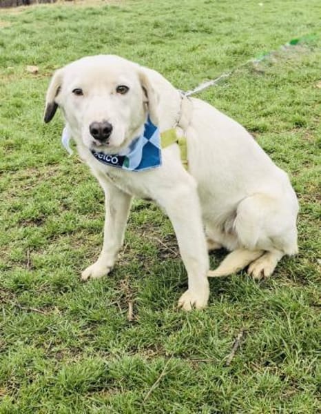 Labbymix Daniel sucht Körbchen
