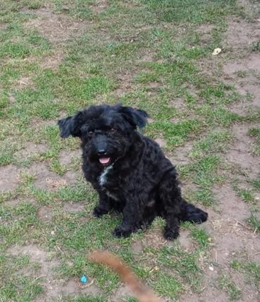 Simonka wartet in 92521 Schwandorf