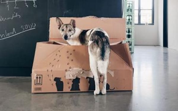 Simbi - verschmust, schlau, ausgeglichen