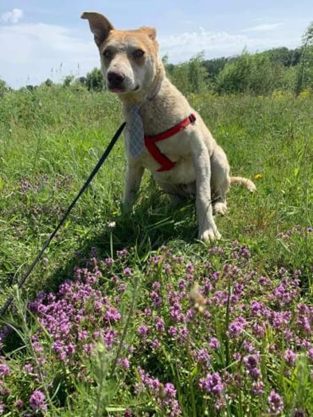 Arko - unser Sonnenschein sucht dich!