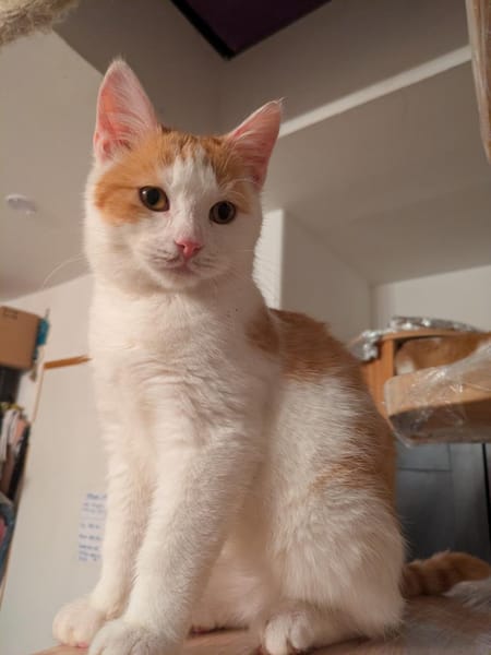 Katzenpaar Dudi & Fabius