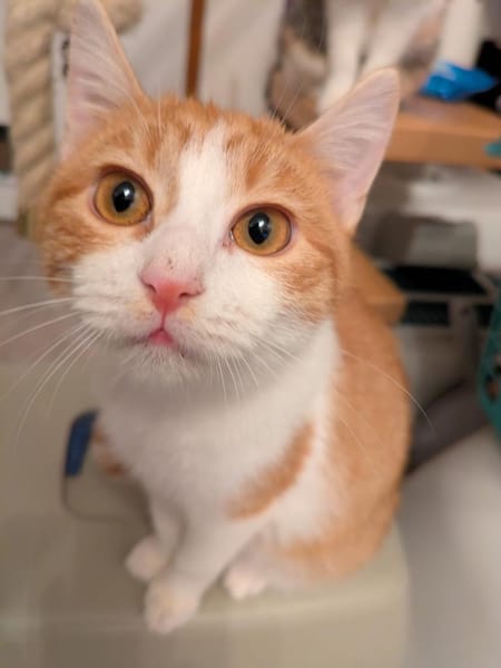 Katzenpaar Dudi & Fabius