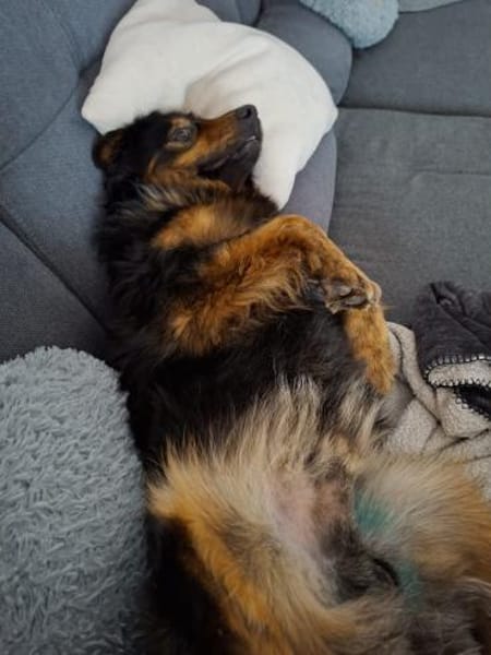 Monty sucht liebevolles Zuhause