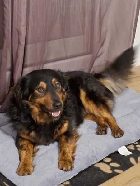 Monty sucht liebevolles Zuhause