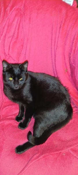 Larry 3/25 sucht neuen kratzbaum 29345