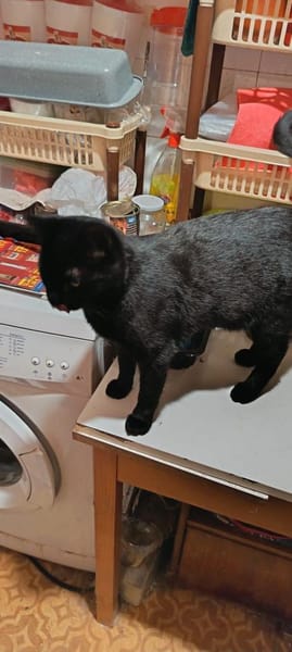 Larry 3/25 sucht neuen kratzbaum 29345