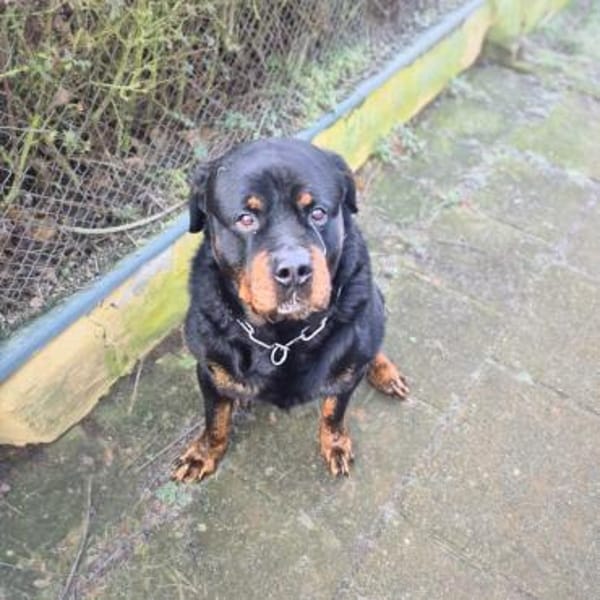 Pee-J - sucht ein liebevolles Zuhause