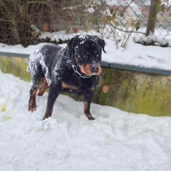 Pee-J - sucht ein liebevolles Zuhause