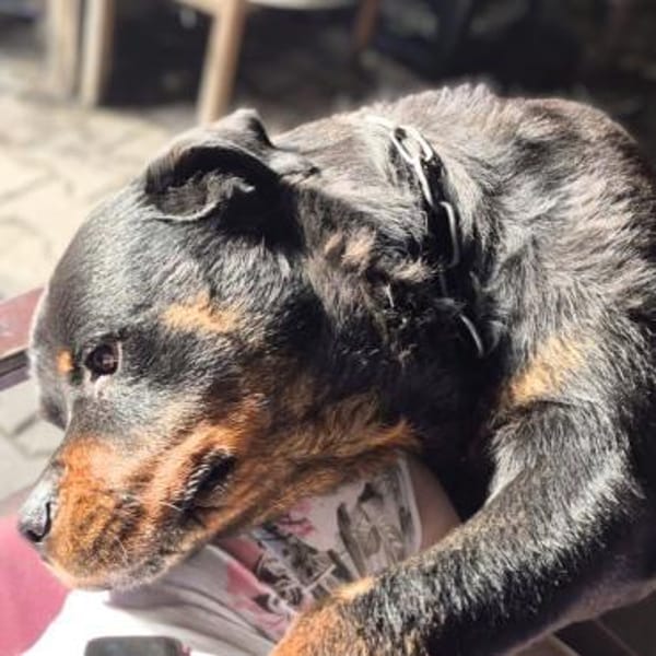 Pee-J - sucht ein liebevolles Zuhause