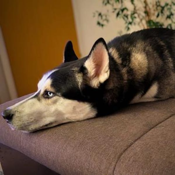 Apollo -braucht Beschäftigung&Auslastung