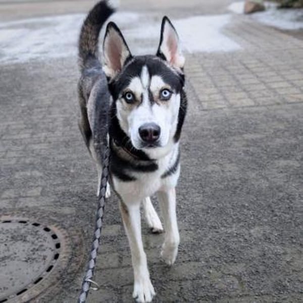 Apollo -braucht Beschäftigung&Auslastung