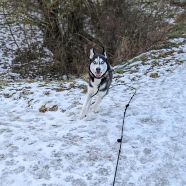 Apollo -braucht Beschäftigung&Auslastung
